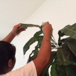 artificial plant cleaning
